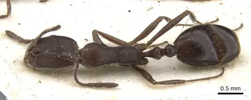 Monomorium albopilosum specimen CASENT0902193 image casent0902193_1