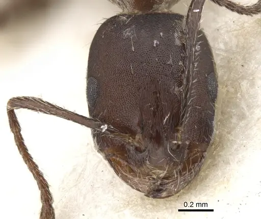 Monomorium albopilosum specimen CASENT0902193 image casent0902193_2