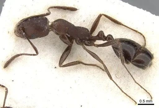 Monomorium albopilosum specimen CASENT0902193 image casent0902193_3