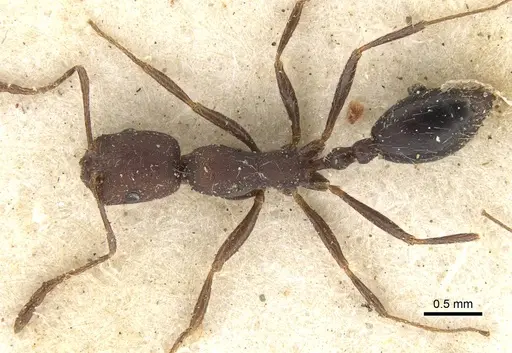 Monomorium albopilosum specimen CASENT0902194 image casent0902194_1