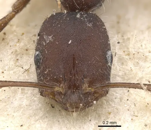 Monomorium albopilosum specimen CASENT0902194 image casent0902194_2