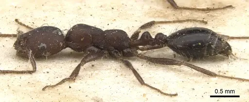 Monomorium albopilosum specimen CASENT0902194 image casent0902194_3