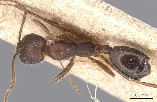 Monomorium albopilosum specimen CASENT0904600 image casent0904600_1