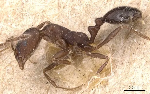 Monomorium albopilosum specimen CASENT0904600 image casent0904600_3