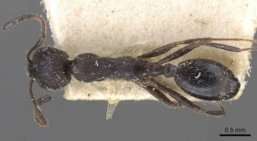 Monomorium albopilosum specimen CASENT0908725 image casent0908725_1