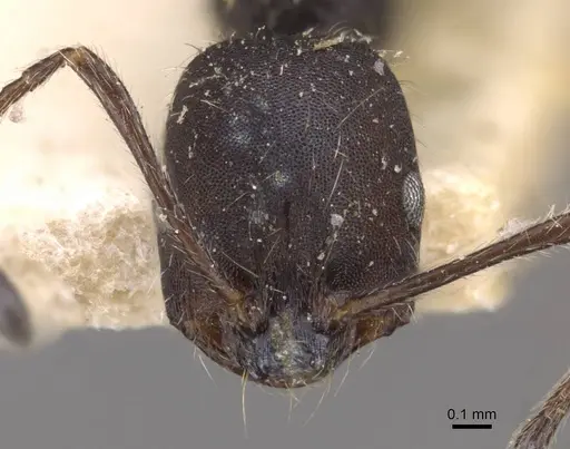 Monomorium albopilosum specimen CASENT0908725 image casent0908725_2
