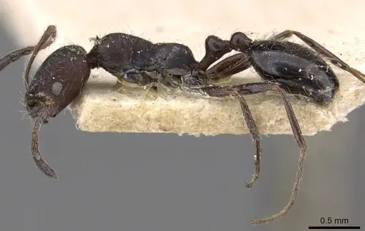 Monomorium albopilosum specimen CASENT0908725 image casent0908725_3