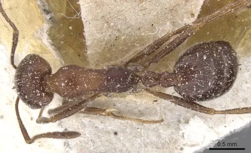 Monomorium albopilosum specimen CASENT0913549 image casent0913549_1