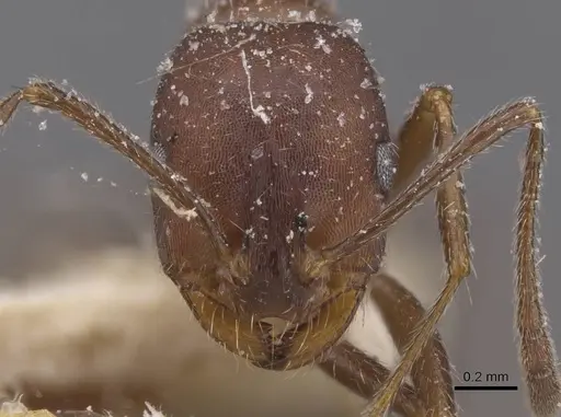 Monomorium albopilosum specimen CASENT0913549 image casent0913549_2