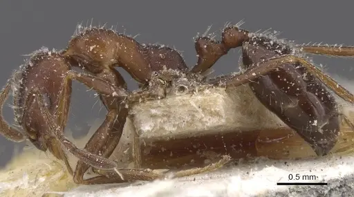 Monomorium albopilosum specimen CASENT0913549 image casent0913549_3