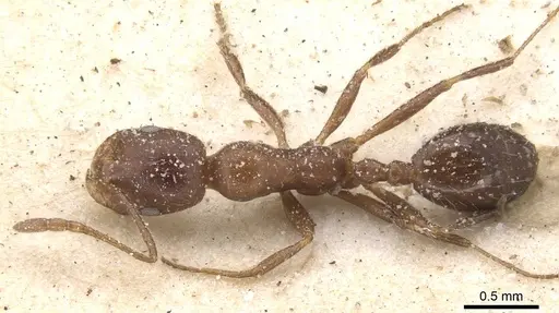 Monomorium albopilosum specimen CASENT0913550 image casent0913550_1