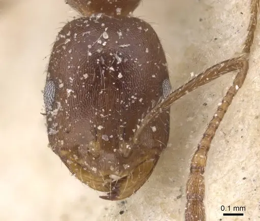 Monomorium albopilosum specimen CASENT0913550 image casent0913550_2
