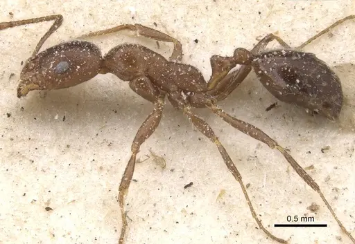 Monomorium albopilosum specimen CASENT0913550 image casent0913550_3