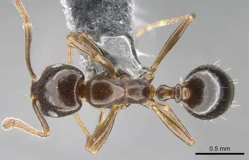 Monomorium algiricum specimen CASENT0906902 image casent0906902_1