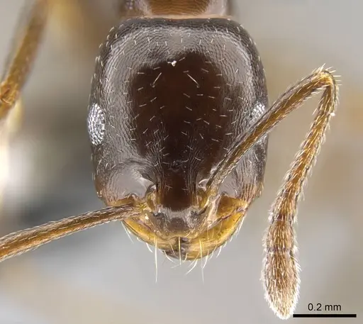 Monomorium algiricum specimen CASENT0906902 image casent0906902_2