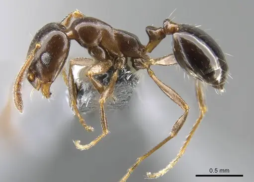 Monomorium algiricum specimen CASENT0906902 image casent0906902_3