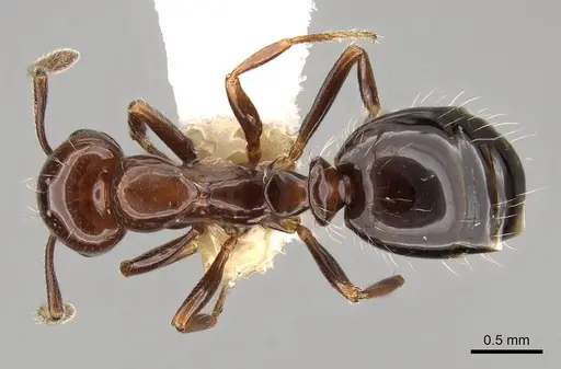 Monomorium algiricum specimen CASENT0914315 image casent0914315_1