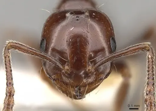 Monomorium algiricum specimen CASENT0914315 image casent0914315_2