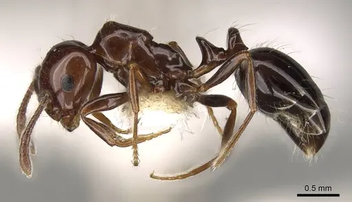 Monomorium algiricum specimen CASENT0914315 image casent0914315_3