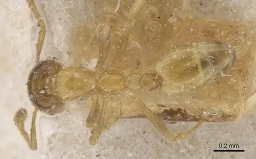 Monomorium altinode specimen CASENT0913551 image casent0913551_1