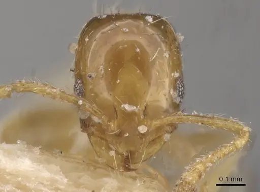 Monomorium altinode specimen CASENT0913551 image casent0913551_2