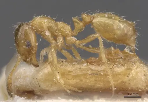 Monomorium altinode specimen CASENT0913551 image casent0913551_3