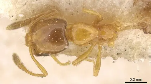 Monomorium altinode specimen CASENT0913552 image casent0913552_1
