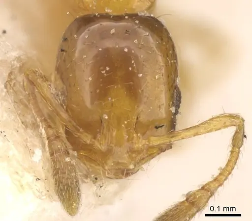 Monomorium altinode specimen CASENT0913552 image casent0913552_2