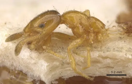 Monomorium altinode specimen CASENT0913552 image casent0913552_3