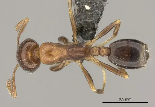 Monomorium anceps specimen CASENT0235921 image casent0235921_1