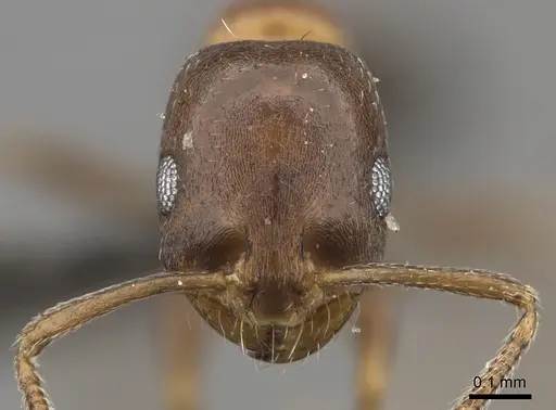 Monomorium anceps specimen CASENT0235921 image casent0235921_2