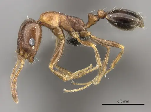Monomorium anceps specimen CASENT0235921 image casent0235921_3