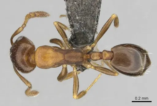 Monomorium anceps specimen CASENT0253715 image casent0253715_1