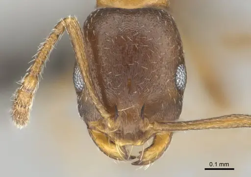 Monomorium anceps specimen CASENT0253715 image casent0253715_2