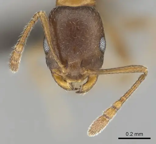 Monomorium anceps specimen CASENT0253715 image casent0253715_3