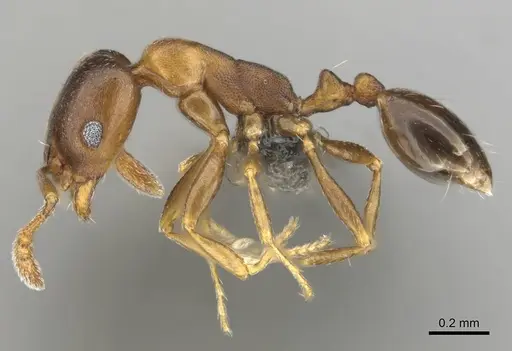 Monomorium anceps specimen CASENT0253715 image casent0253715_4