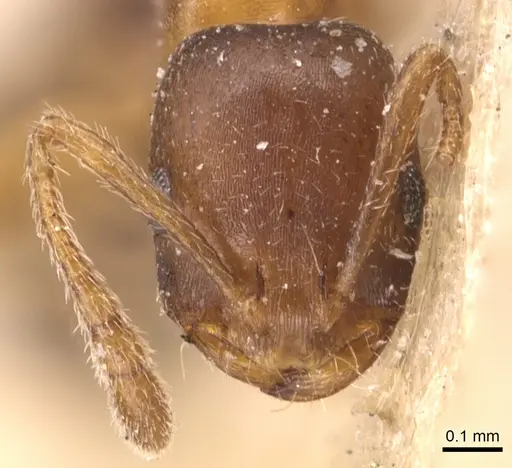 Monomorium anceps specimen CASENT0904598 image casent0904598_2
