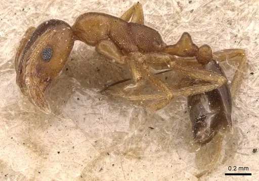 Monomorium anceps specimen CASENT0904598 image casent0904598_3