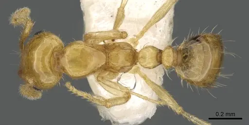 Monomorium anderseni specimen CASENT0902289 image casent0902289_1