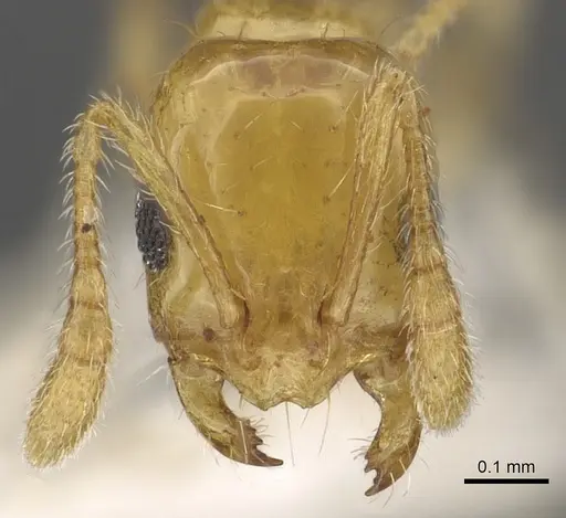 Monomorium anderseni specimen CASENT0902289 image casent0902289_2