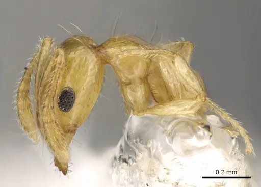 Monomorium anderseni specimen CASENT0902289 image casent0902289_3