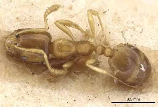 Monomorium andrei specimen CASENT0902278 image casent0902278_1