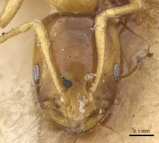 Monomorium andrei specimen CASENT0902278 image casent0902278_2