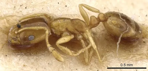 Monomorium andrei specimen CASENT0902278 image casent0902278_3