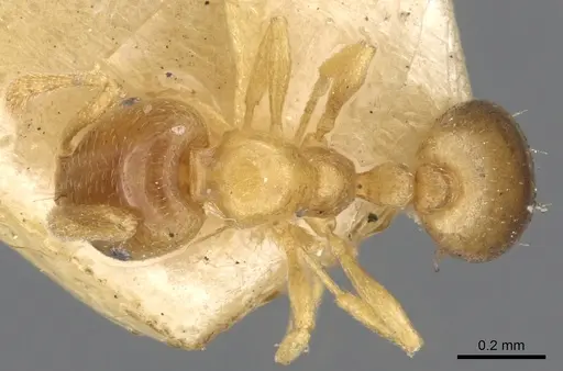 Monomorium andrei specimen CASENT0902280 image casent0902280_1