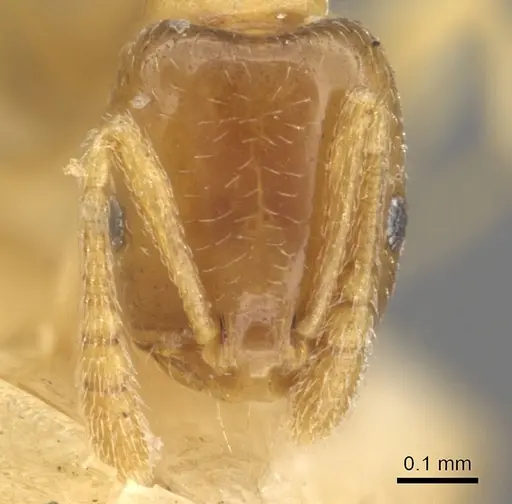 Monomorium andrei specimen CASENT0902280 image casent0902280_2