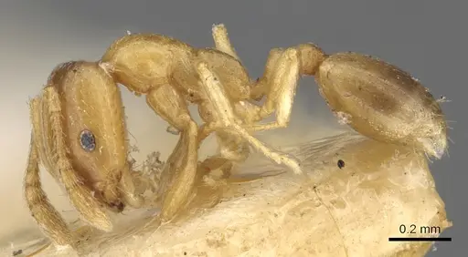 Monomorium andrei specimen CASENT0902280 image casent0902280_3