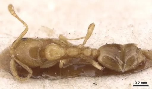 Monomorium andrei specimen CASENT0904592 image casent0904592_1