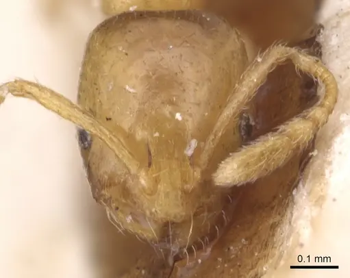 Monomorium andrei specimen CASENT0904592 image casent0904592_2