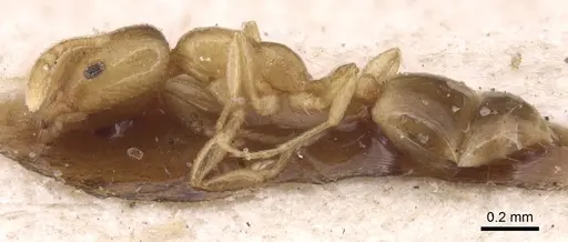 Monomorium andrei specimen CASENT0904592 image casent0904592_3